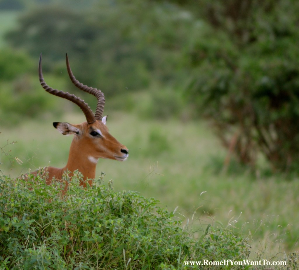 Antelope Kenya 3