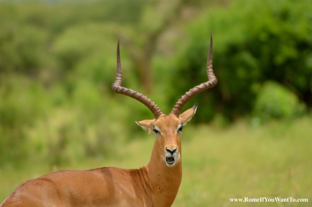 Kenya Antelope 3