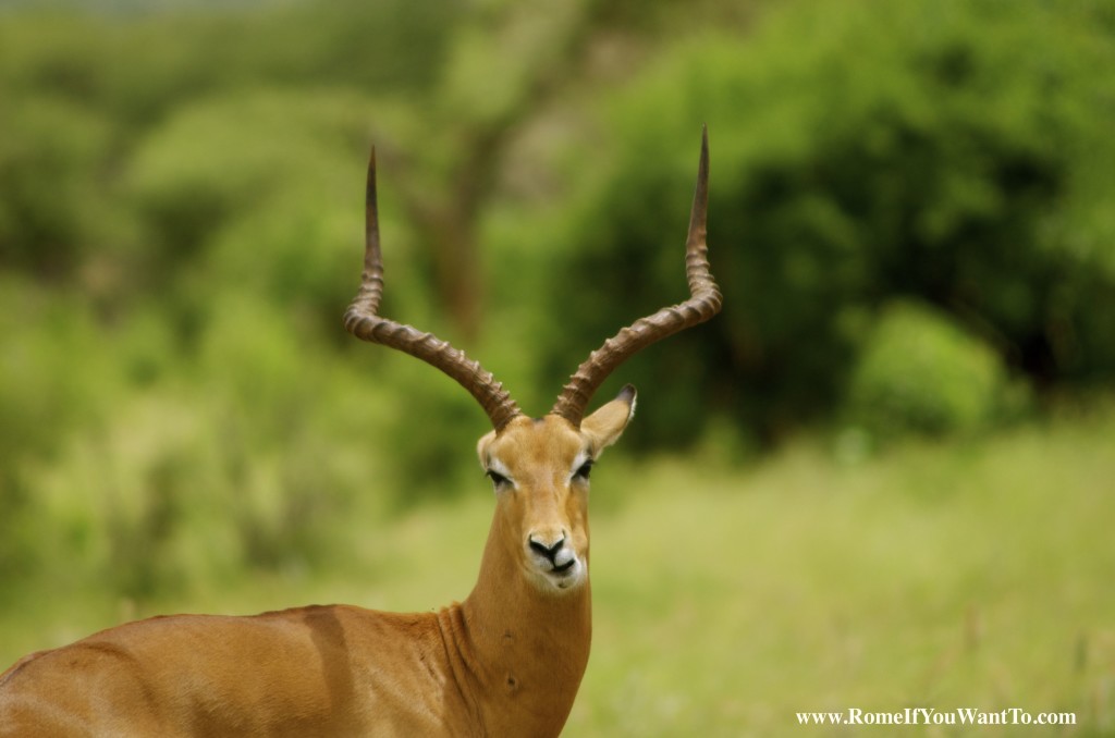 Kenya Antelope 5