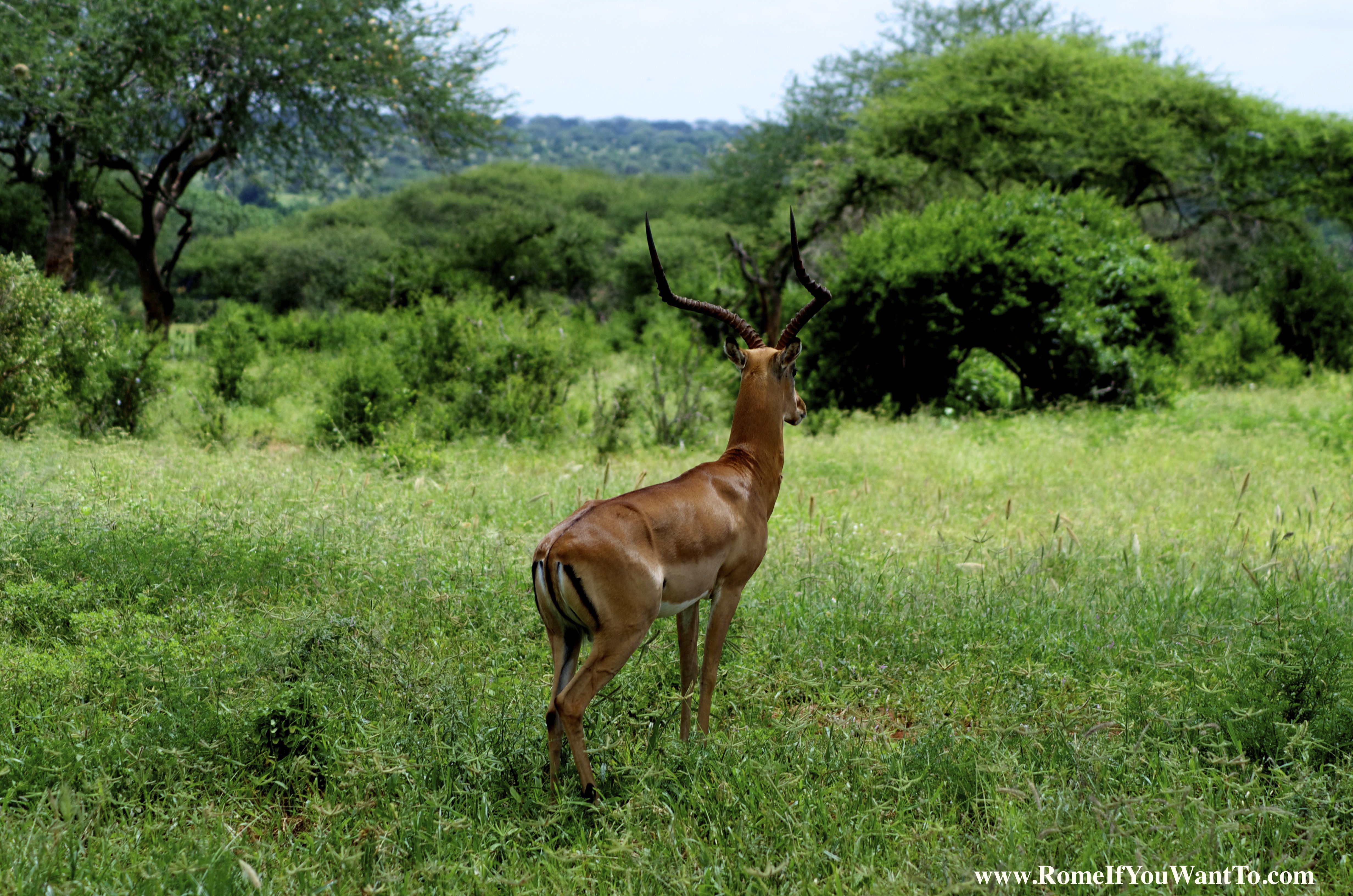 Antelopes and Giraffes in Kenya