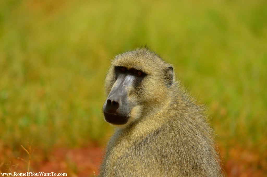 Kenya Baboons 1