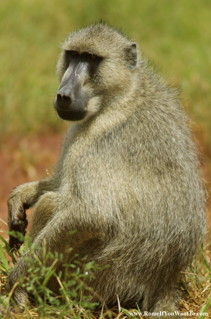 Kenya Baboon 2
