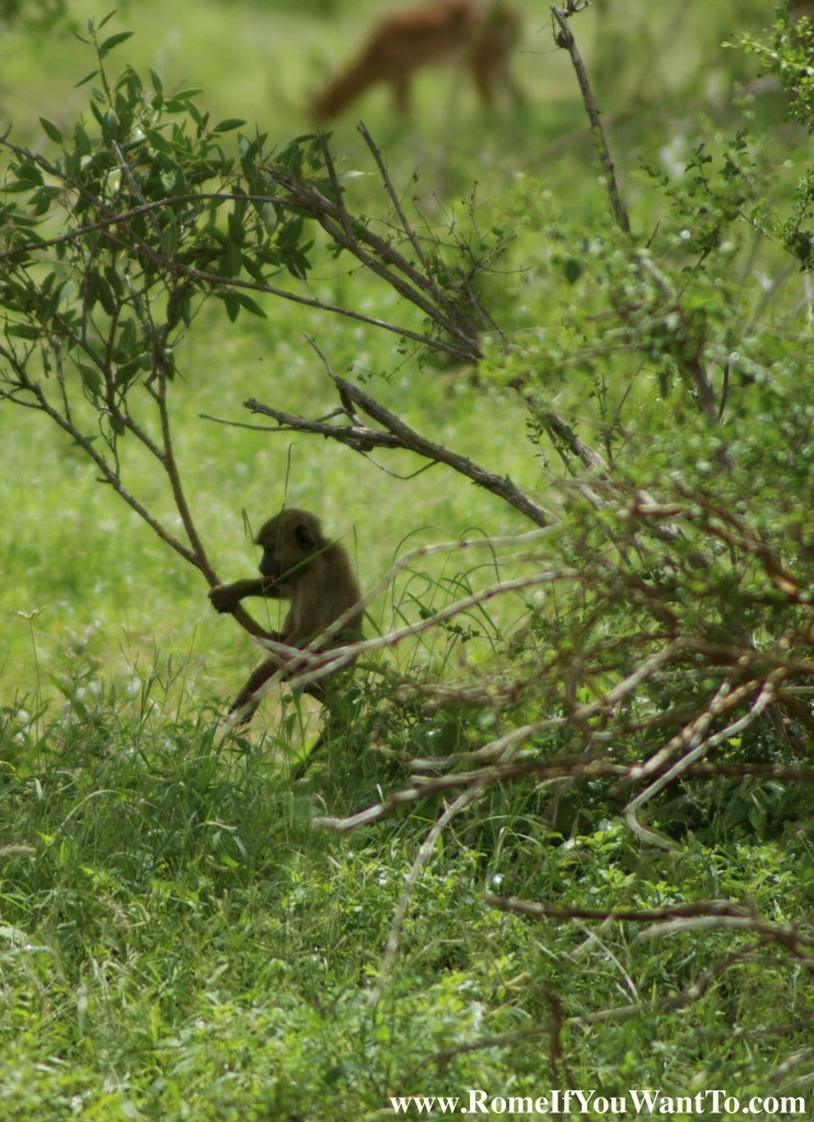 Kenya Baboon 3