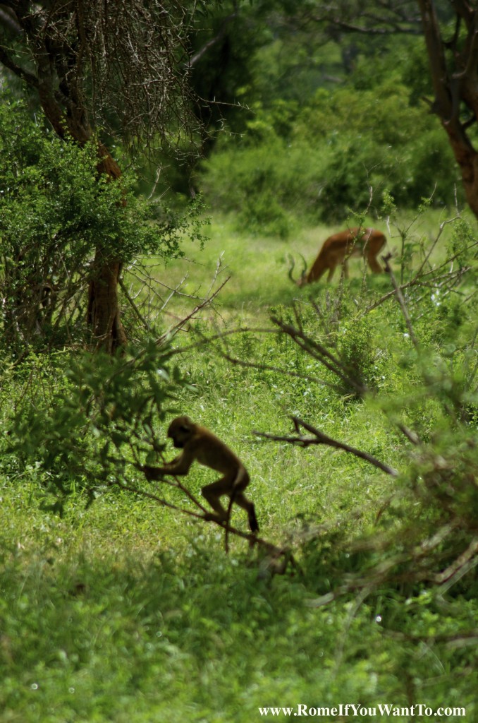 Kenya Baboons 4
