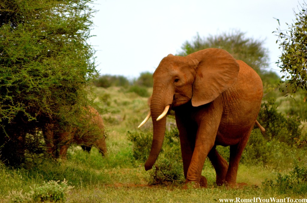 Kenya Elephants 2