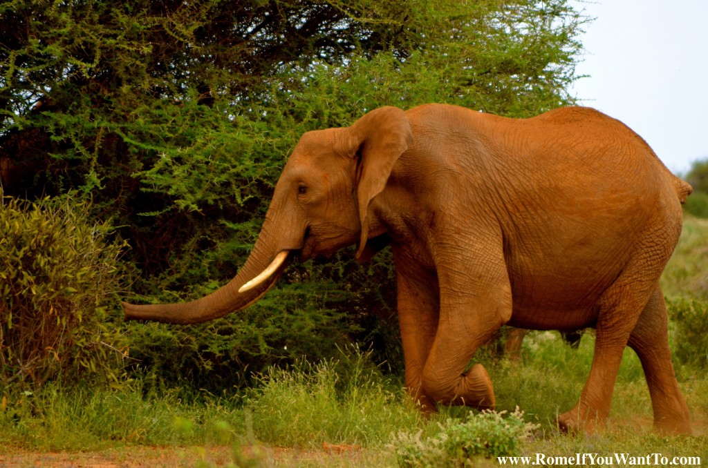 Kenya Elephants 4