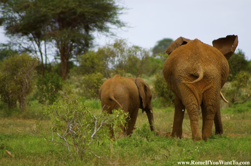 Kenya Elephants 7