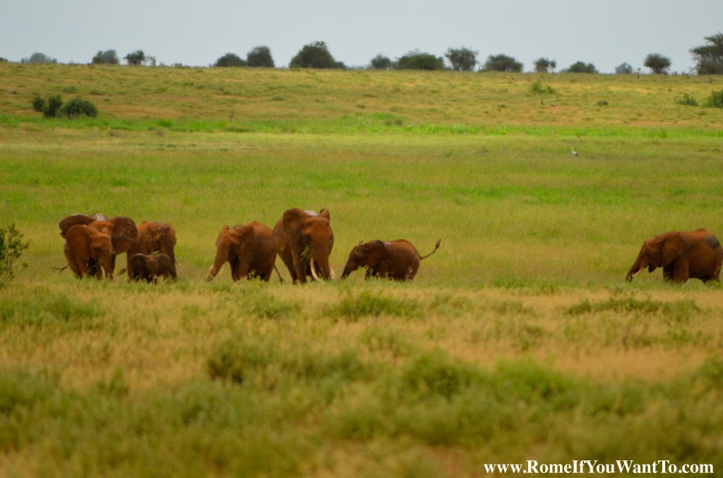 Kenya Elephants 1