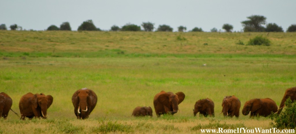 Kenya Elephants 9