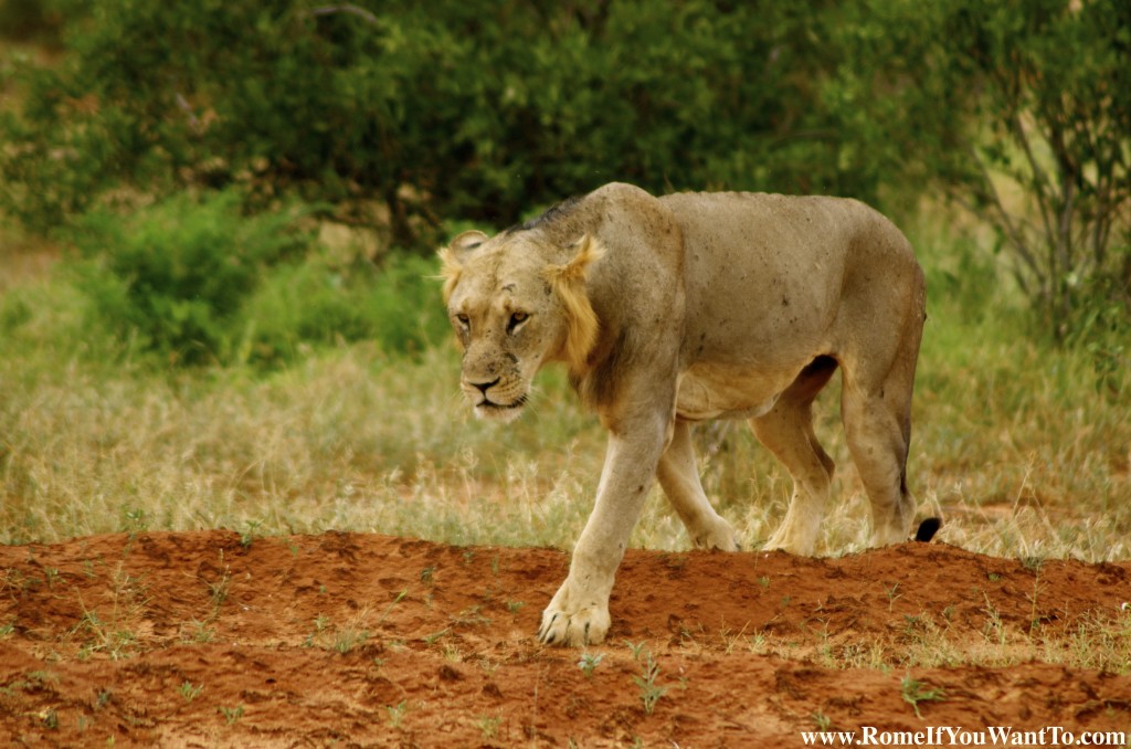 Kenya Lion 1