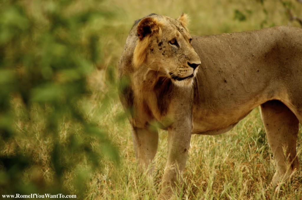 Kenya Lion 6