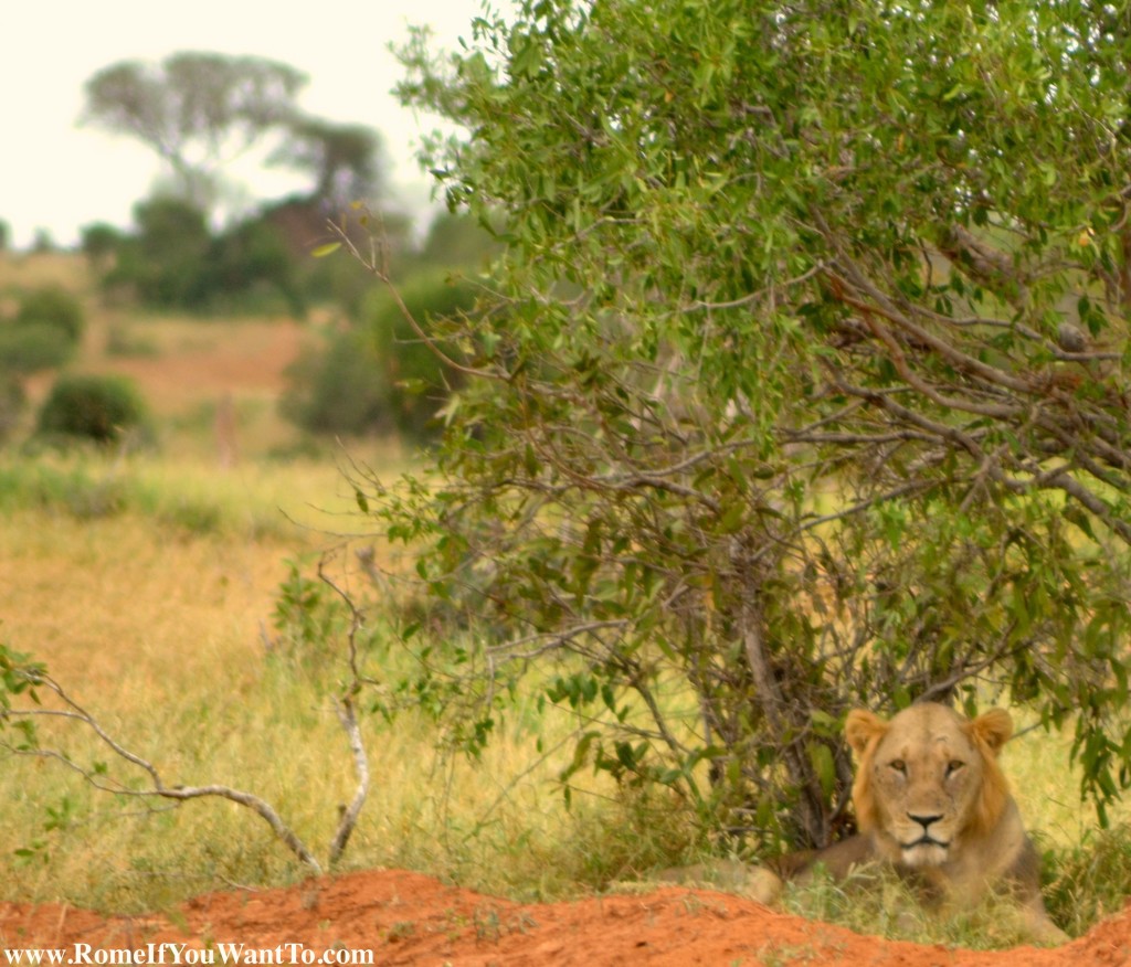 Kenya Lion 9