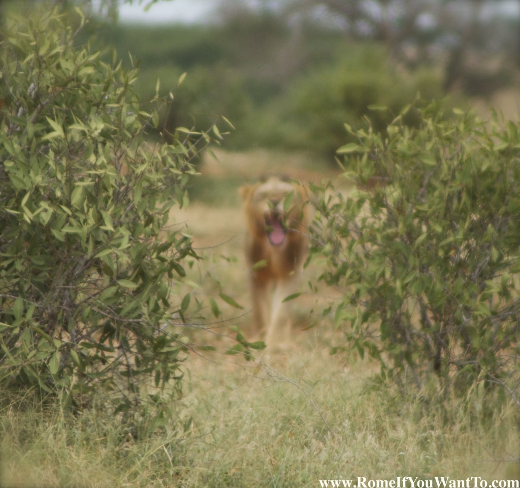 Kenya Lion 5