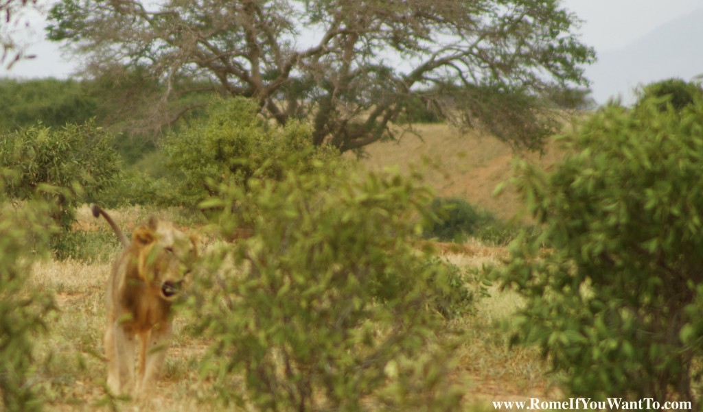 Kenya Lion 4