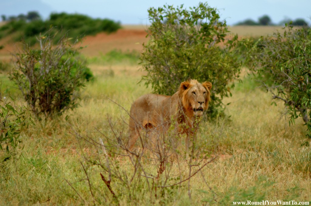 Kenya Lion 8