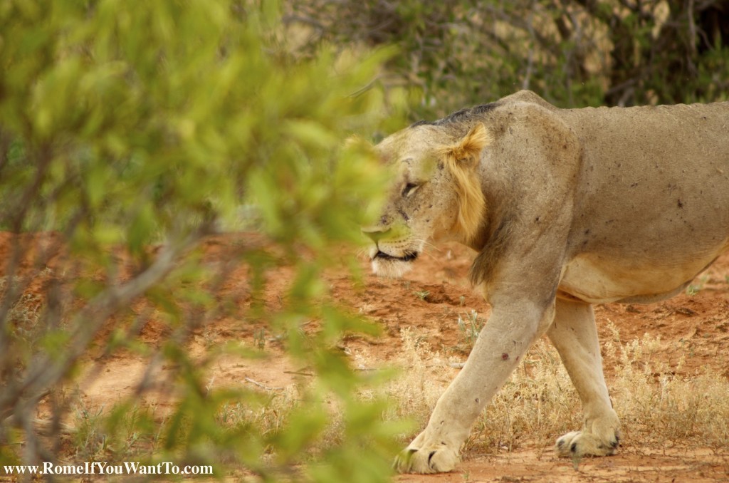 Kenya Lion 3