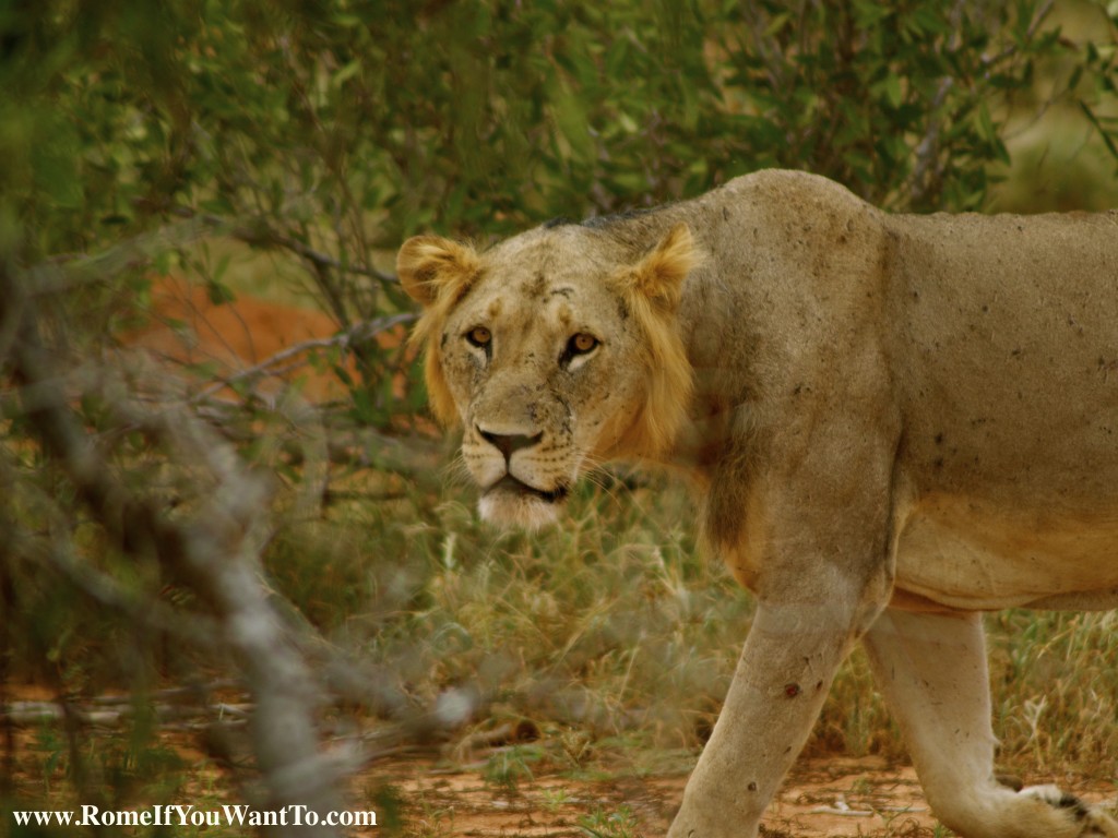 Kenya Lion 2
