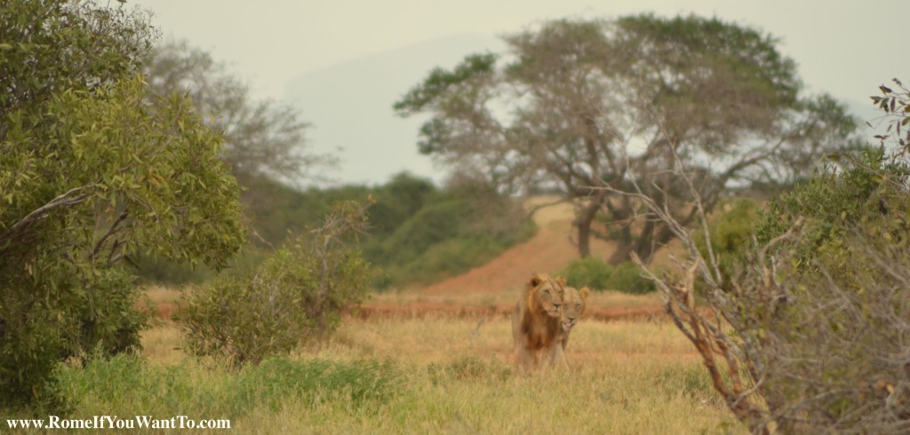 Kenya Lion 7