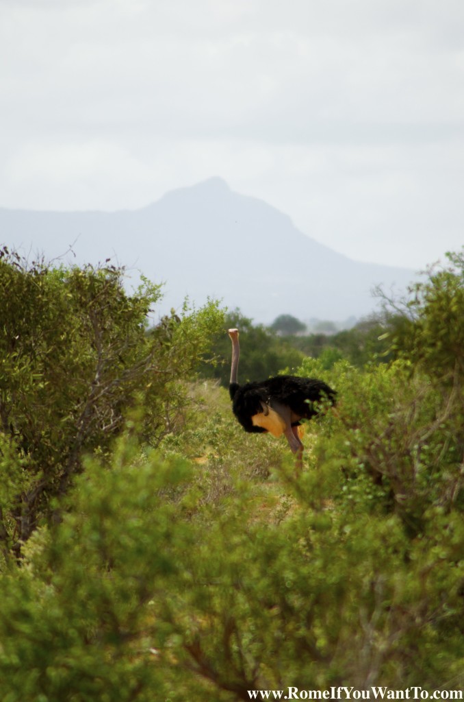 Kenya Ostrich