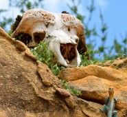Kenya Reptile and Skull