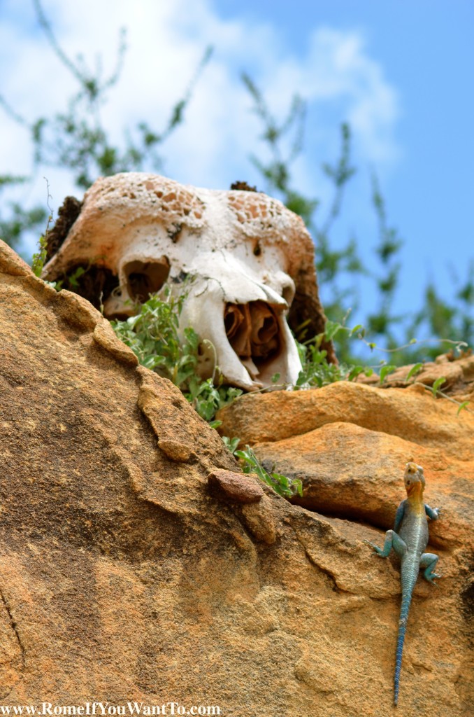 Kenya Reptile and Skull