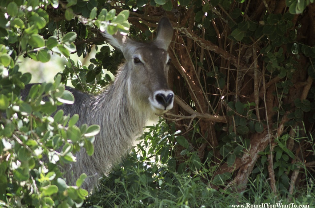 Kenya Burro