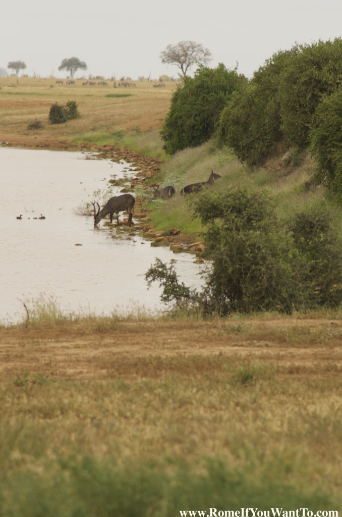 Unknown horned mammal