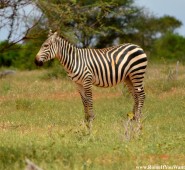 Kenya Zebras 4